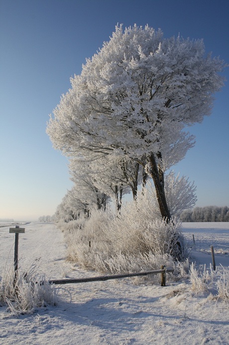 polder bomen