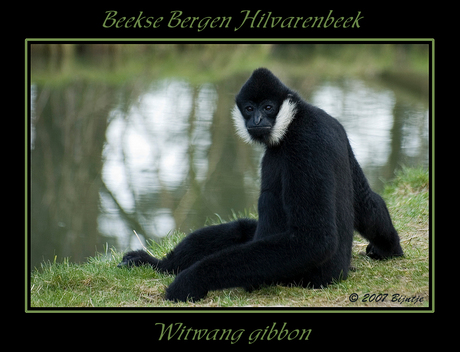 Witwang gibbon 1
