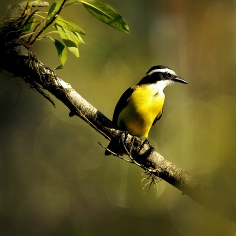 Kiskadee