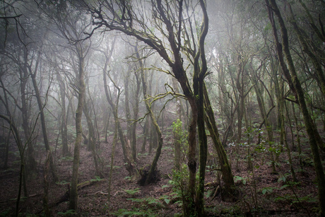 Garajonay Forest