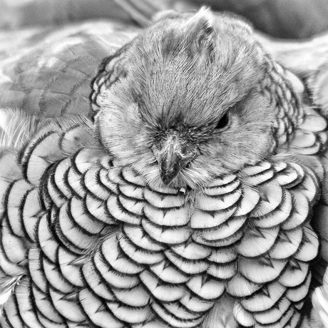 Blauwschubkwartel - Desert BurgersZoo