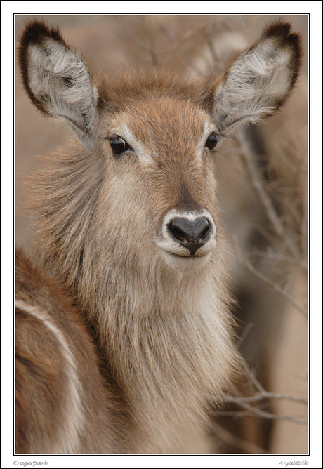 Waterbok