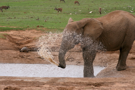 Spelende olifant
