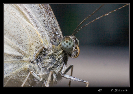 Rescue Butterfly