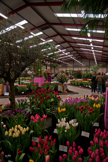 Holland flowers festival