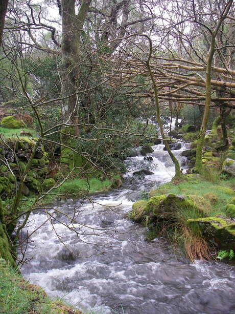 The forest's river
