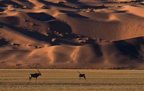 Oryx & Mars Dunes