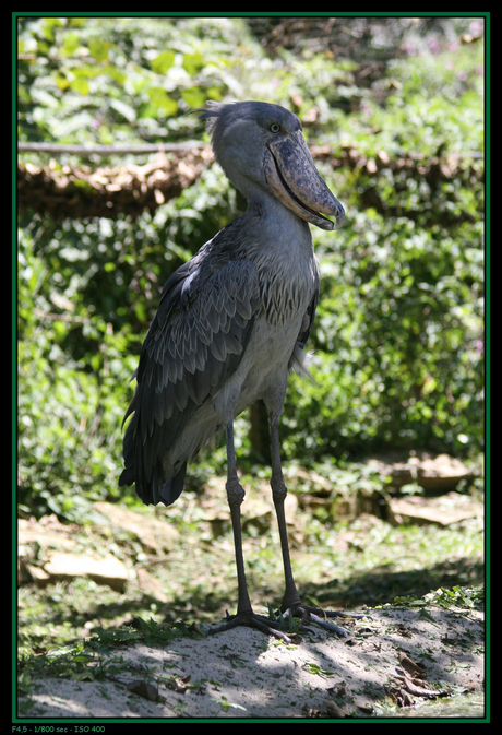 Shoebill 2