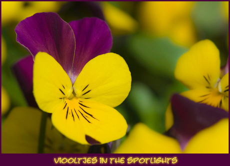 Viooltjes In The Spotlights.....