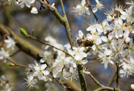 Bloemen en een bij