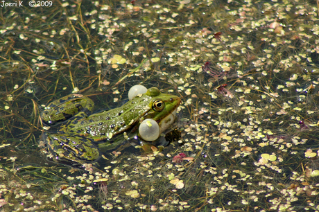 Kermit de kikker