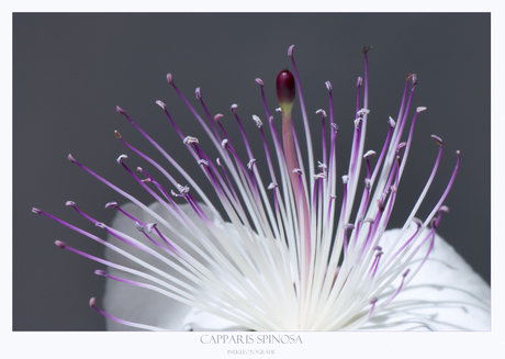 Capparis Spinosa