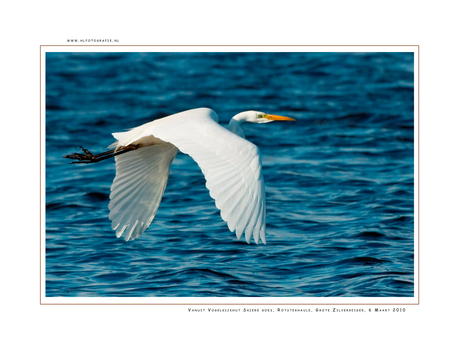 Grote Zilverreiger 2