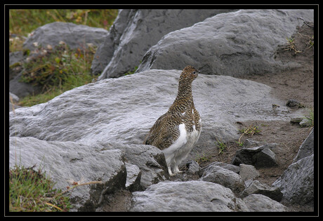 Grouse