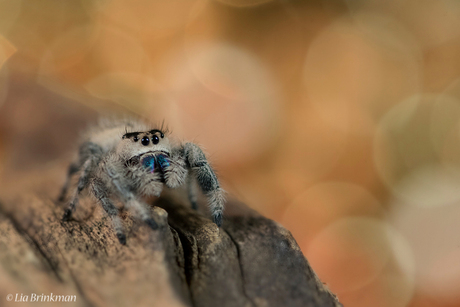 phidippus regius