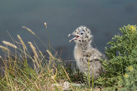Young black backed gull