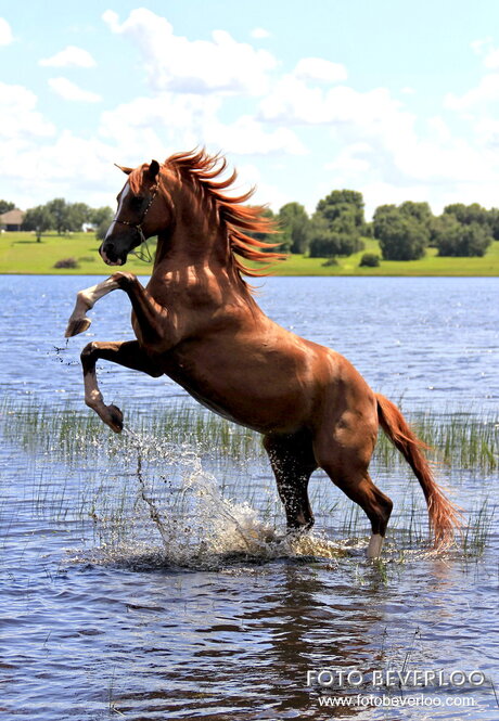 Splashing Horse