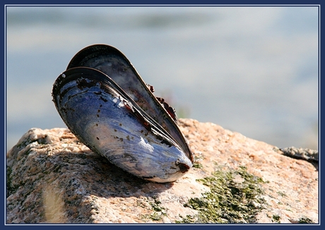 Mossel