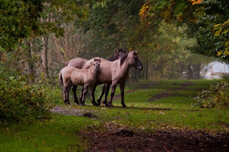 Midwolder bos