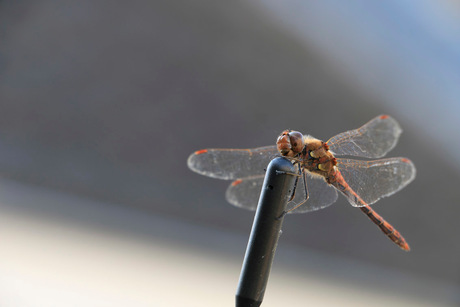 Libelle meeliften op autoantenne