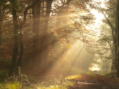 Herfst licht