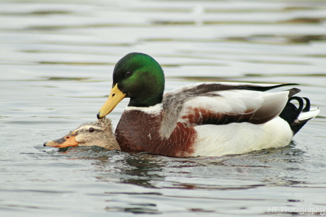 Eenden Winter liefde