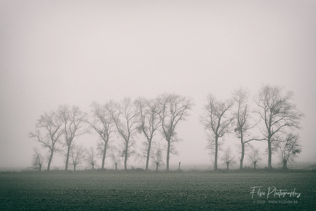 Silhouetten in de mist