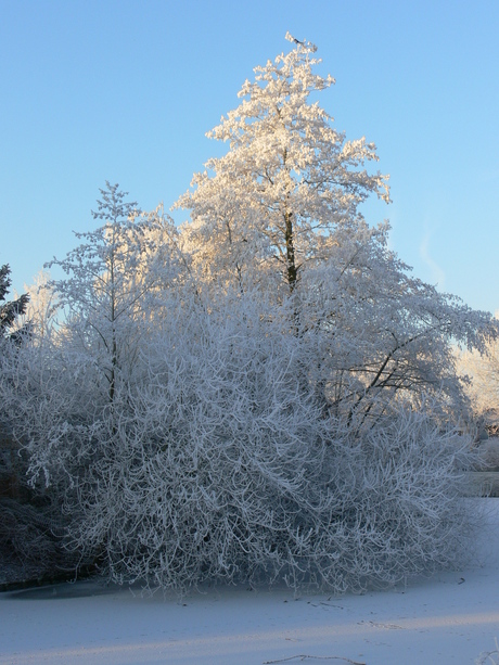 Winter in Nieuwegein (2)