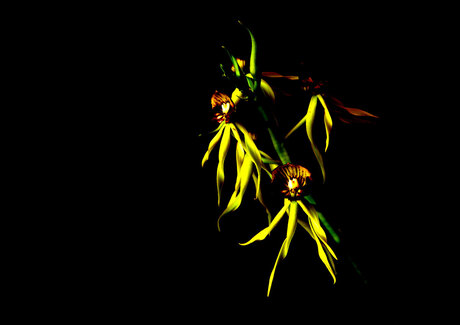 Night flower
