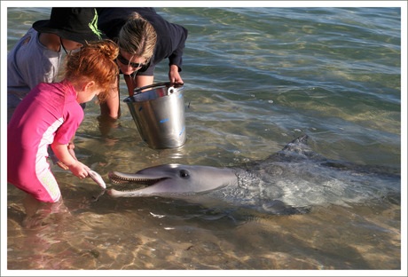 Dolphin feeding