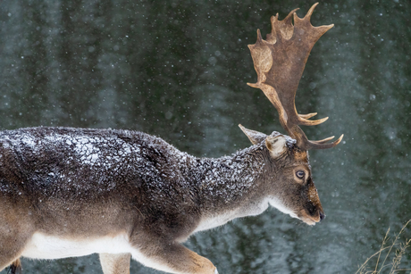 Damhert in de sneeuw