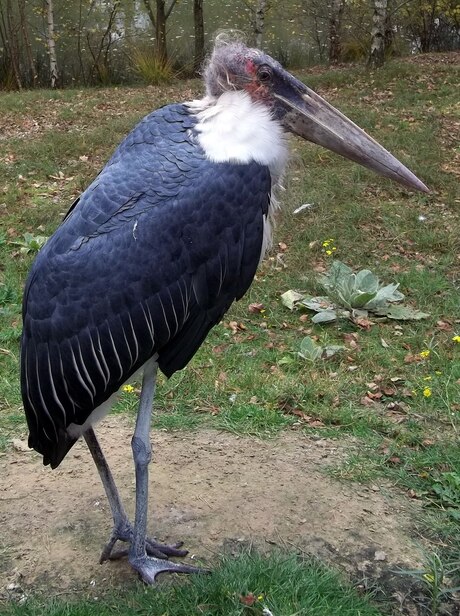 vreemde vogel