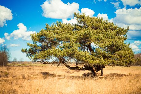 Hollands Afrika