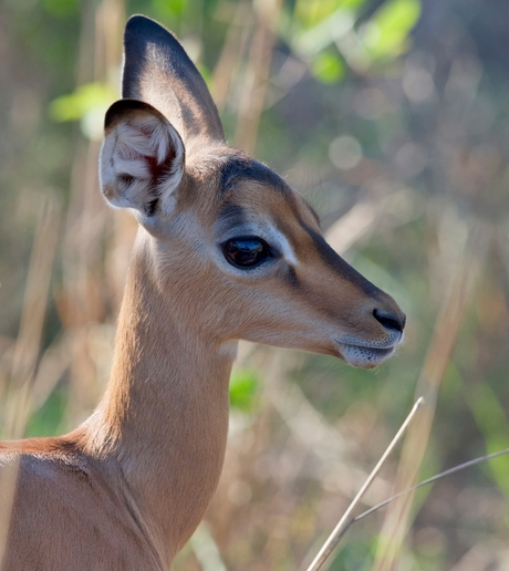 jonge Impala