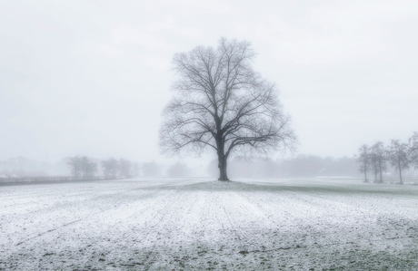 Lonely Tree