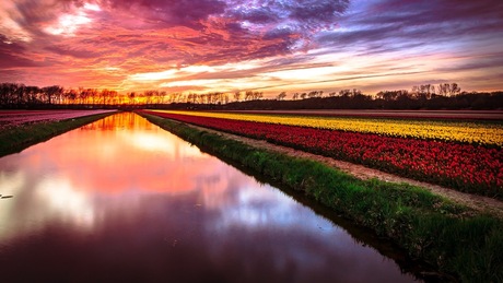 Dutch Flowers