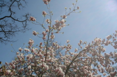Zon in de Magnolia