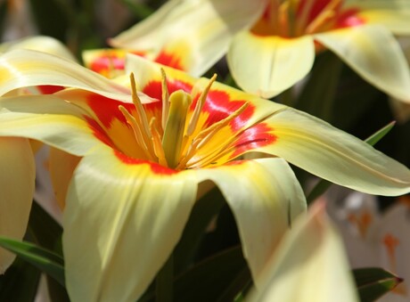 Keukenhof 2011