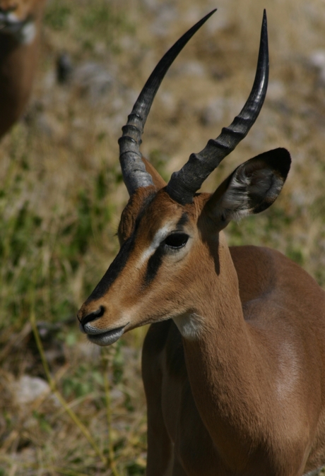 Portret van een Springbok