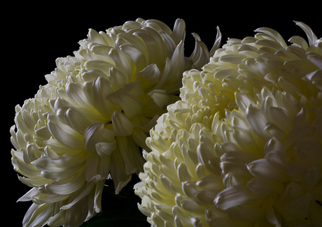 Witte chrysanthemum
