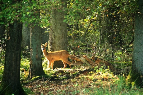 een ree in het park