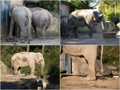 Olifant met een boodschap.