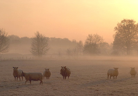 Schapen in de ochtend