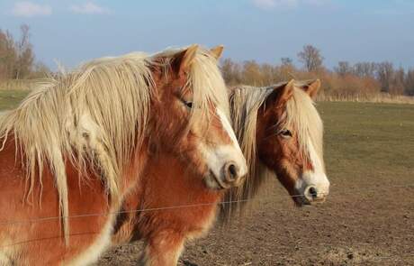Paarden in de Biesbosch
