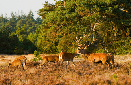 _Speuren naar gevaar.