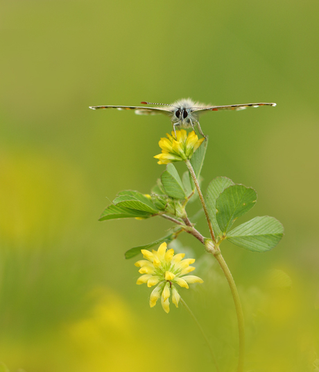 balanceren