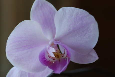 Lila orchidee 1