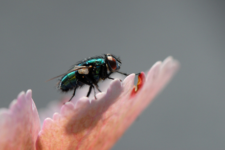 Exif vraagje bij een leuk kiekje