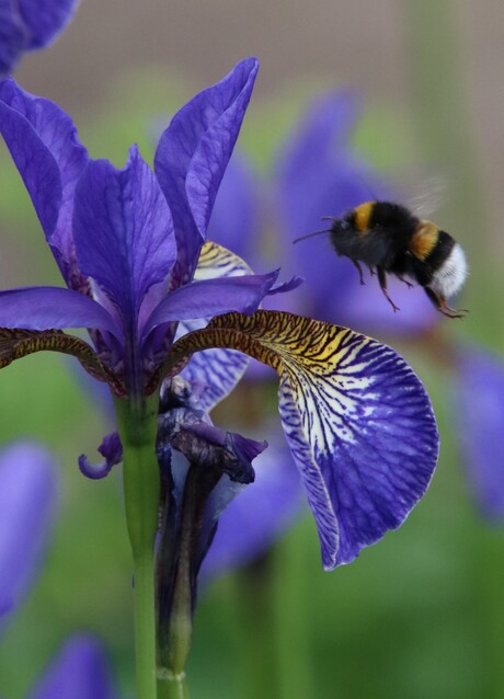 Iris en bij geplaats 2-6-2019