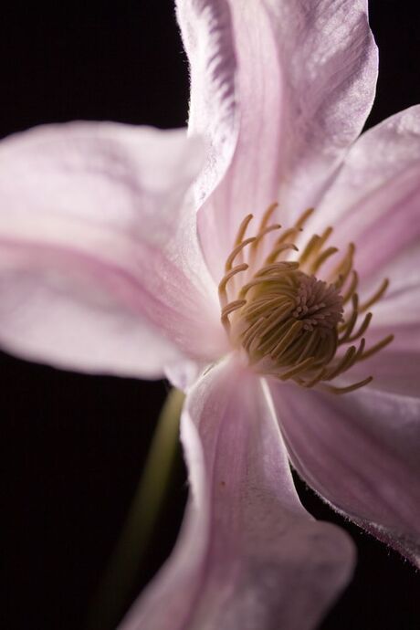 Clematis I